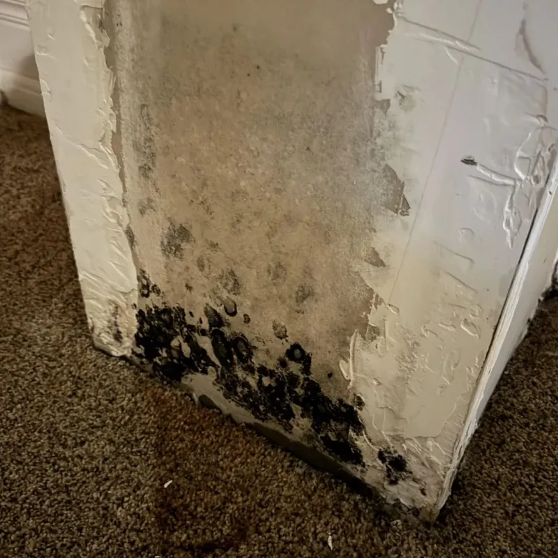 Professional Mold Removal in Fairfield, CA
